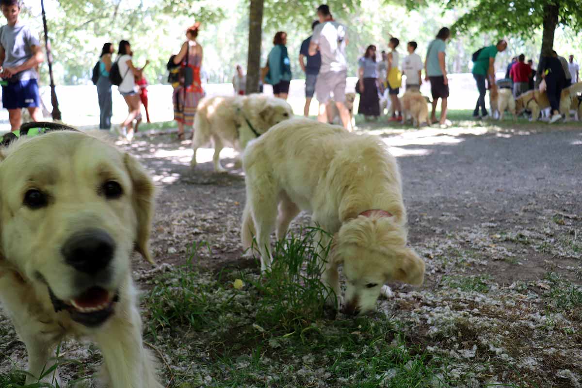 Fotos: Quedada de perros golden retriever en Burgos