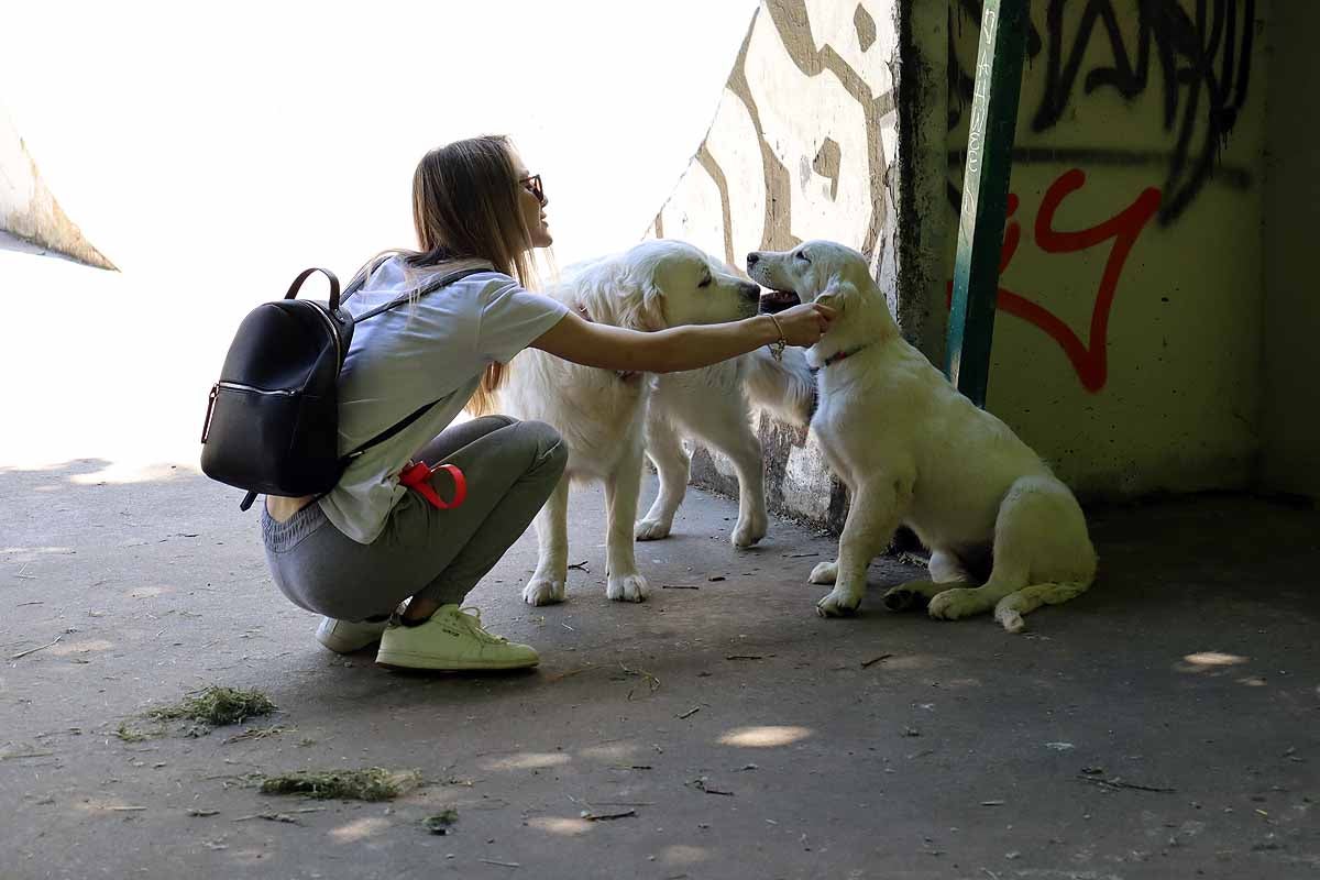 Fotos: Quedada de perros golden retriever en Burgos