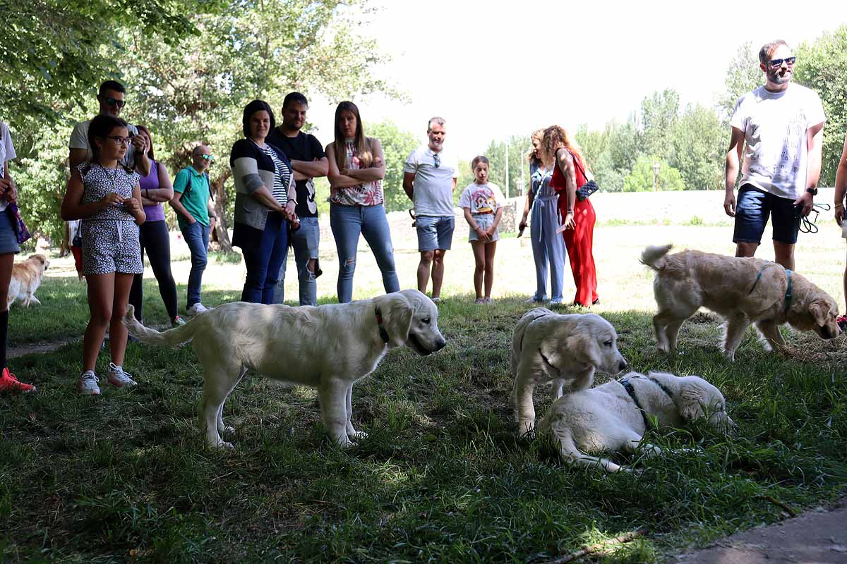 Fotos: Quedada de perros golden retriever en Burgos