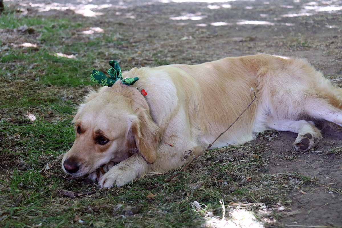 Fotos: Quedada de perros golden retriever en Burgos