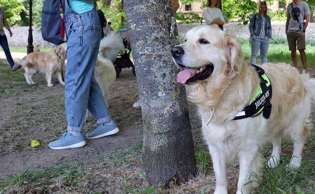 Decenas de propietarios de perros golden retriever han llevado a sus mascotas a la quedada. 