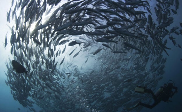 Banco de peces en Indonesia.