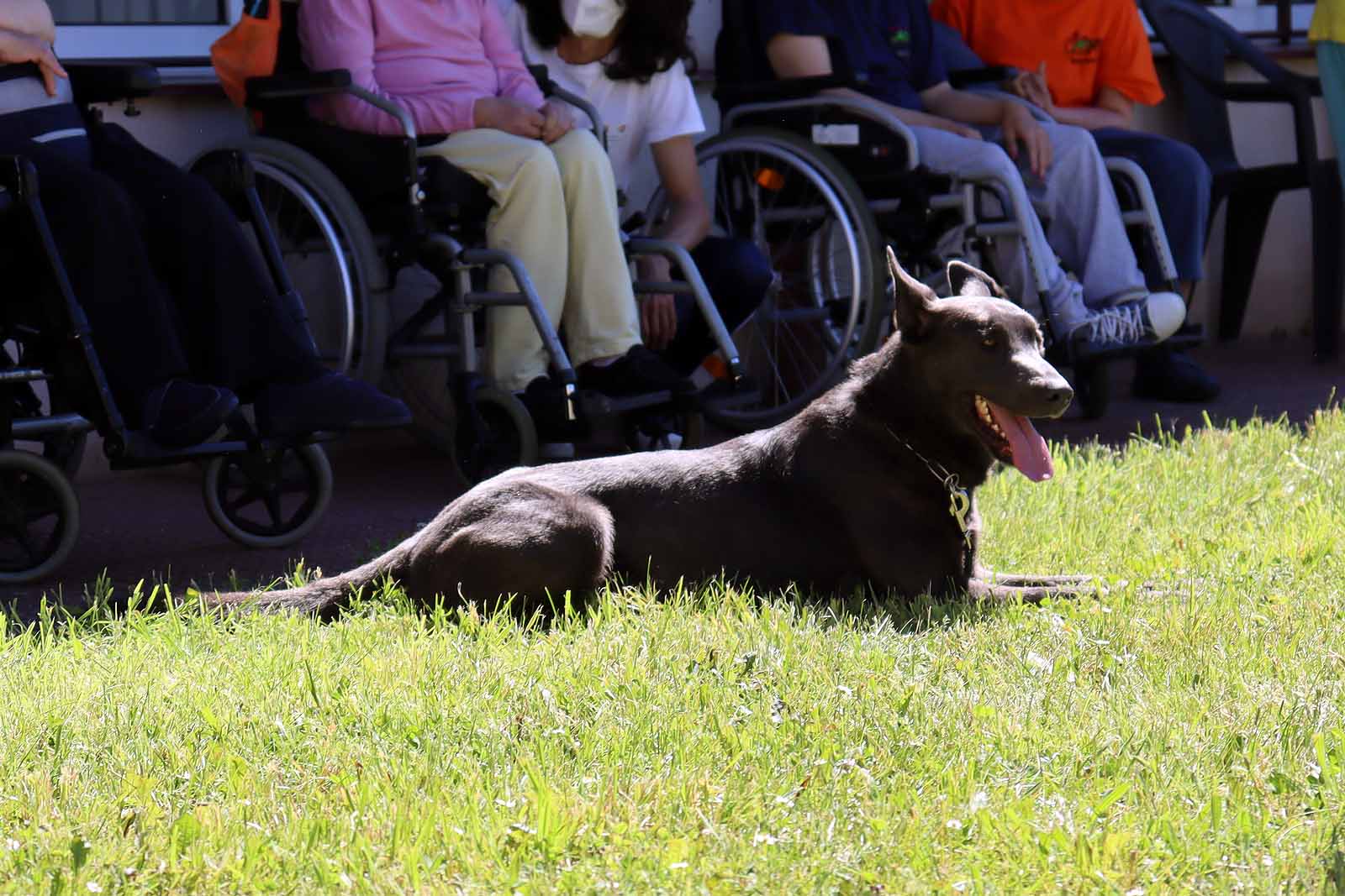 La unidad canina visitó la Residencia Asisitida de Personas Mayores de Fuentes Blancas.