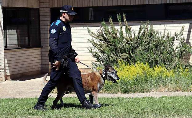 Nueve agentes y ocho perros forman la Unidad Canina de Burgos, una de las más laureadas de España