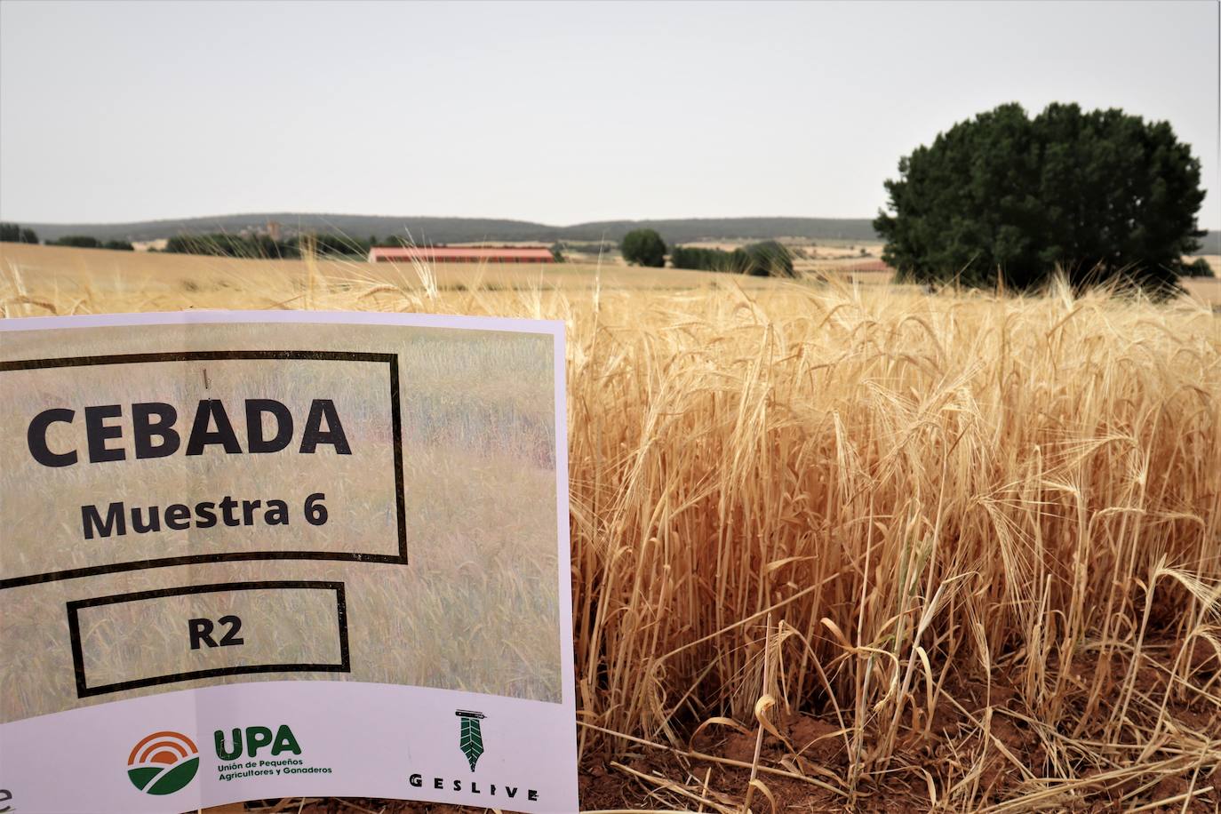 La investigación demuestra que la semilla certificada es más eficiente contra el cambio climático que la semilla de reempleo. 