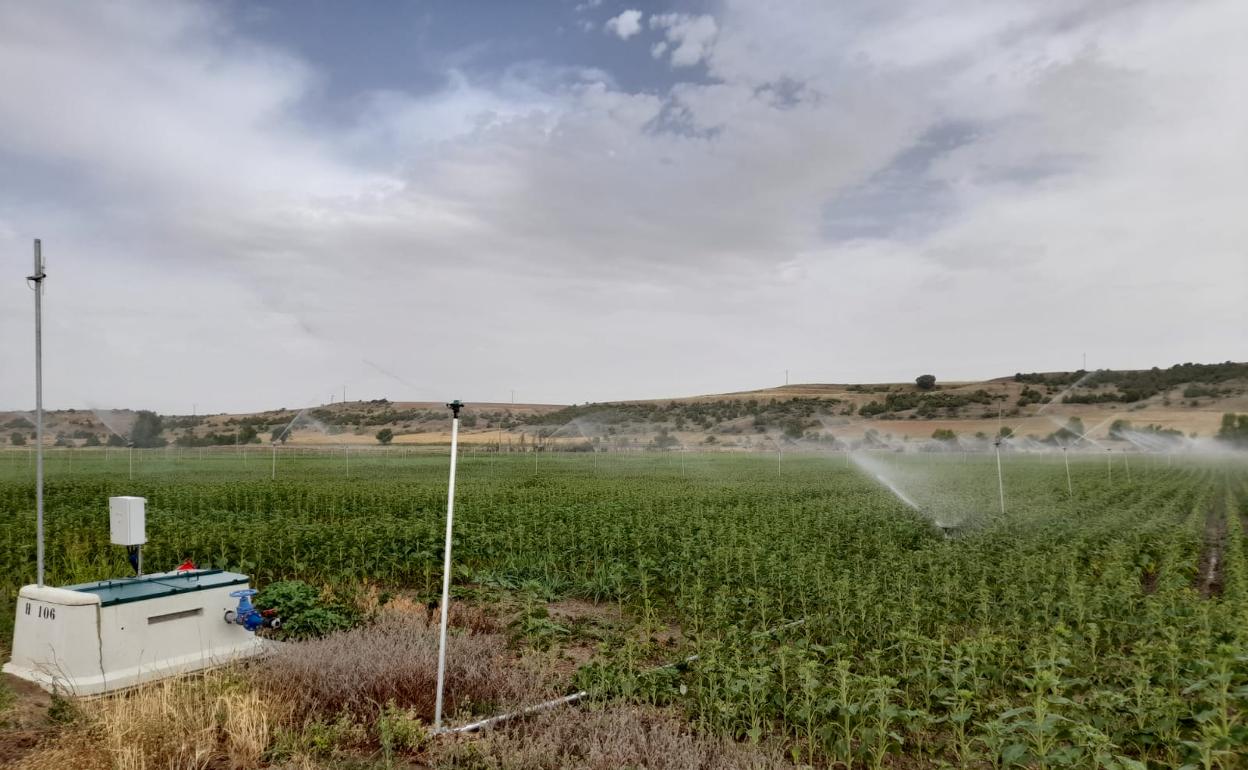 Riego de girasol en un parcela en Pollos, Valladolid. 