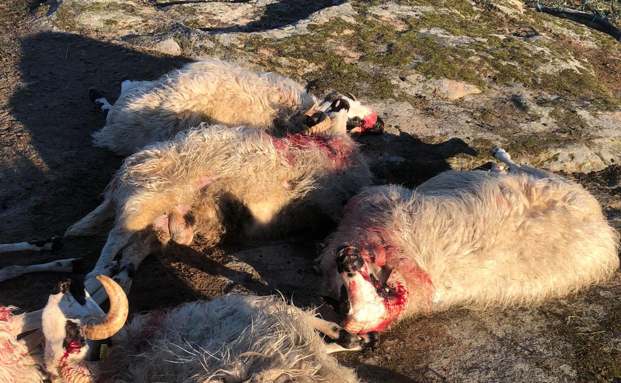 Animales muertos tras un ataque de lobo. 