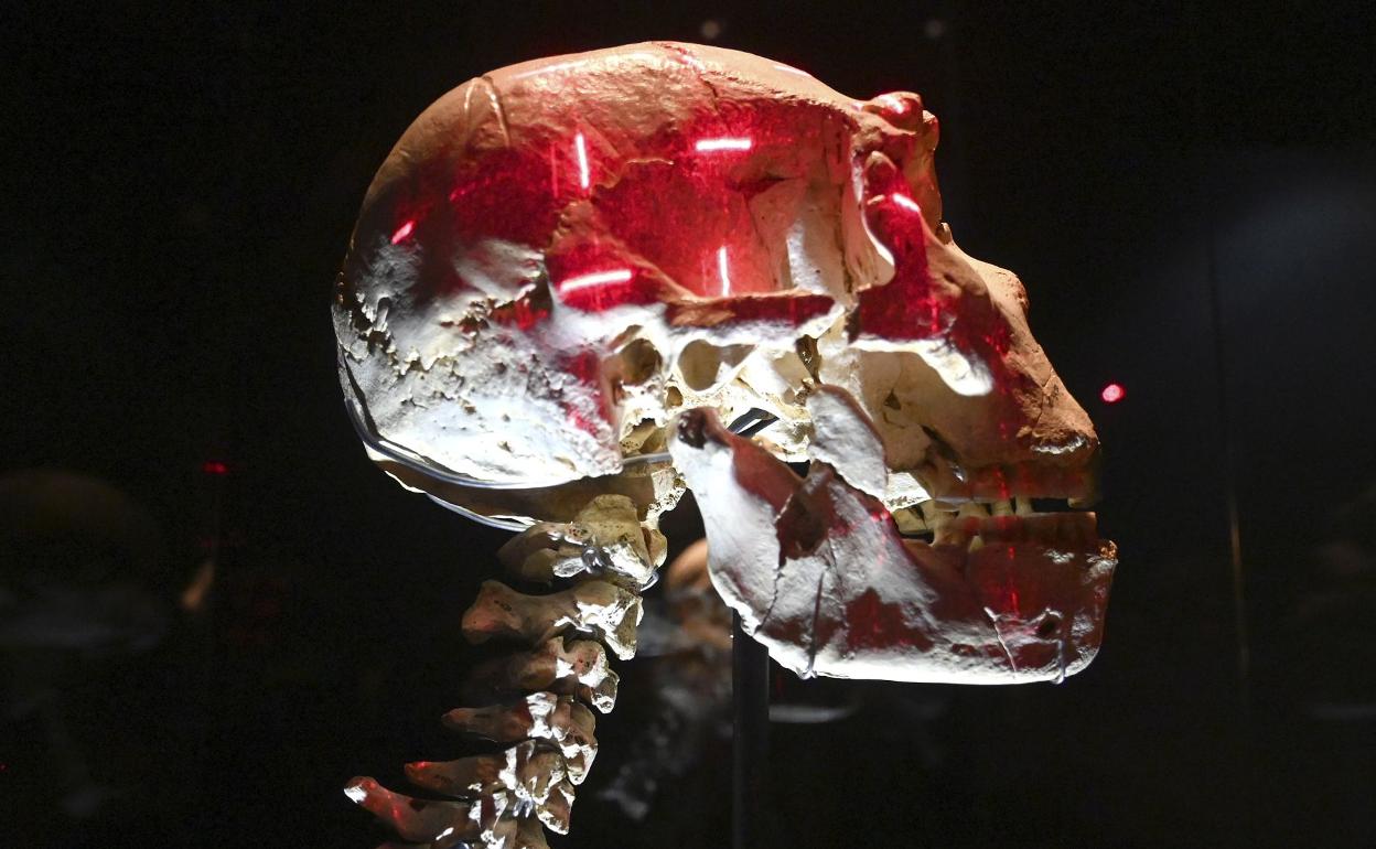 El cráneo de 'Miguelón' es una de las principales piezas del MEH. 