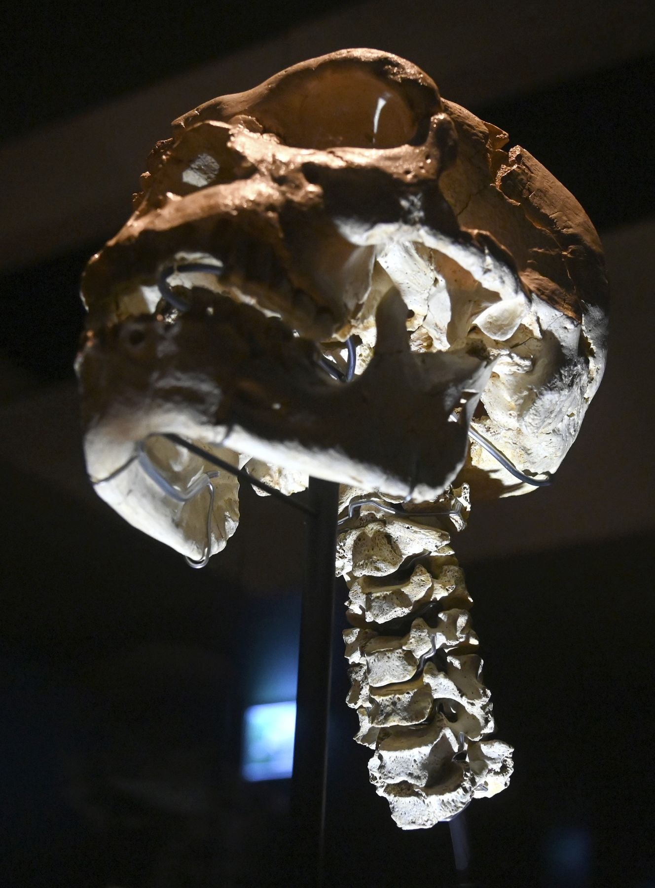 Imagen secundaria 2 - &#039;Miguelón&#039; llega a la treintena en su segunda vida