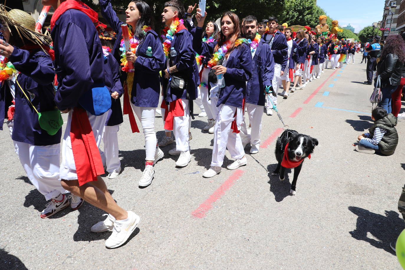 Las peñas desfilan por las calles de Burgos a ritmo de charanga, a golpe de pañuelo y escoltando a las carrozas para celebrar los Sampedros