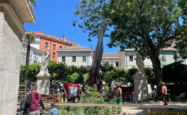 Las acacias del Paseo del Espolón podrían sustituirse por tilos tras la caída de una rama el lunes