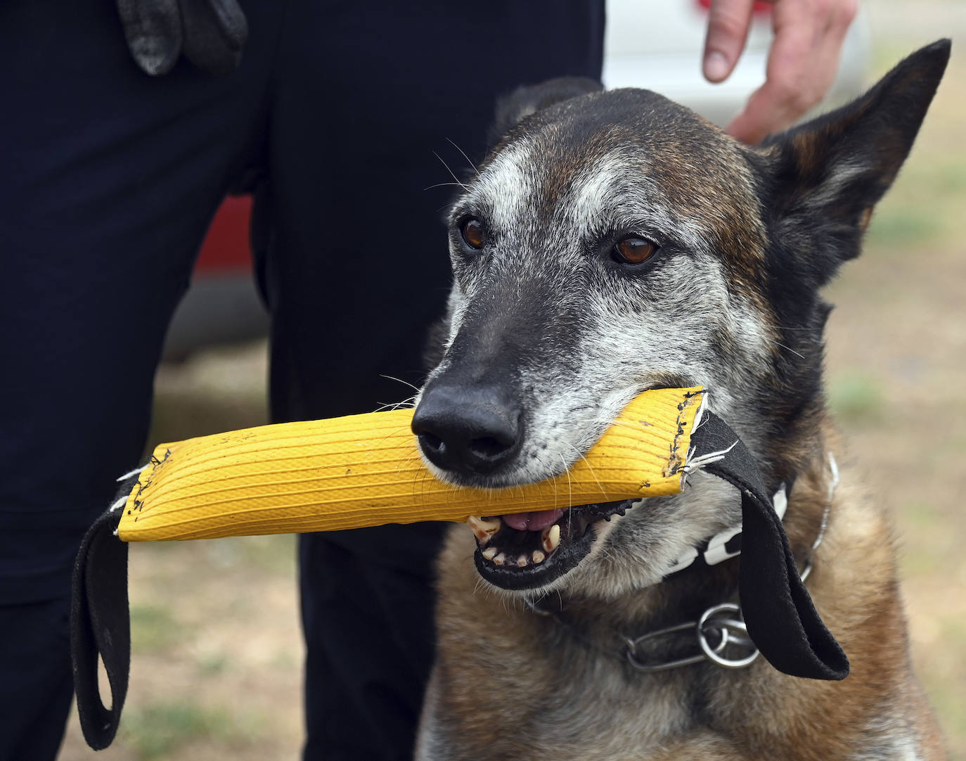 Fotos: La Unidad Canina de Burgos, un modelo de referencia policial