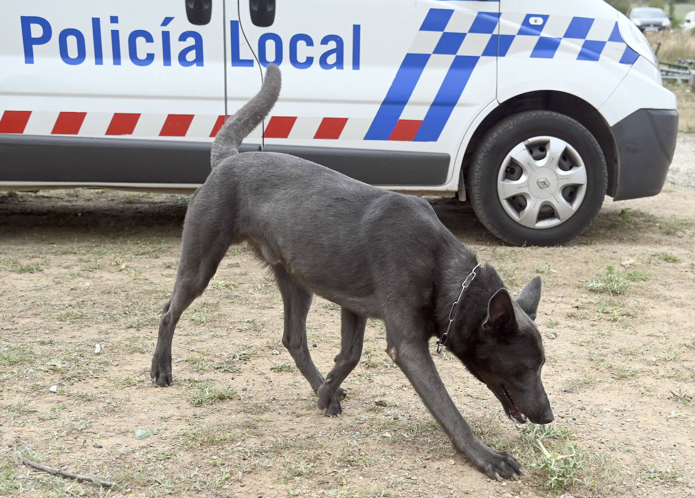 Fotos: La Unidad Canina de Burgos, un modelo de referencia policial