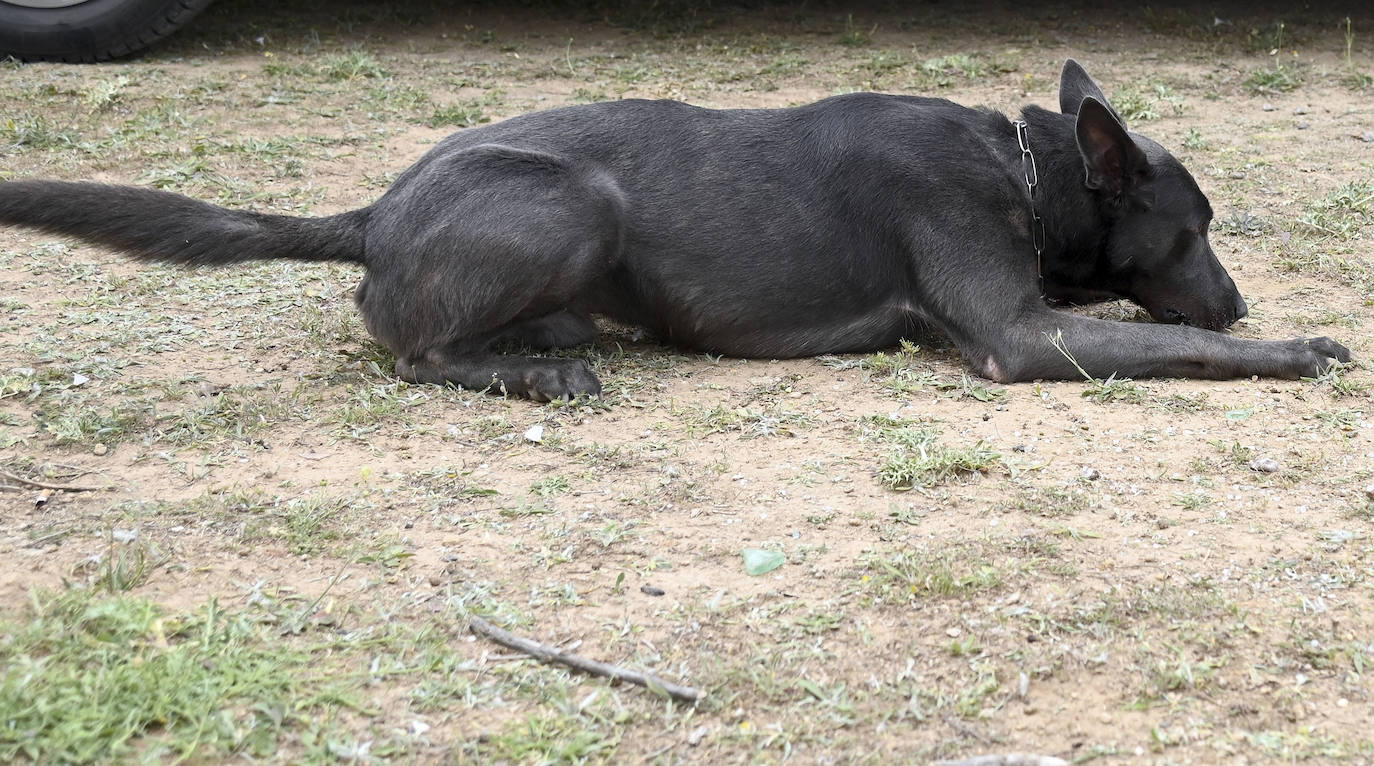 Fotos: La Unidad Canina de Burgos, un modelo de referencia policial