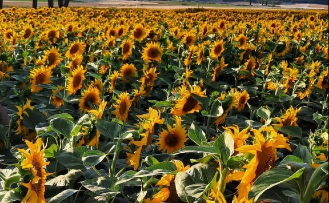 Superficie destinada a girasol. 