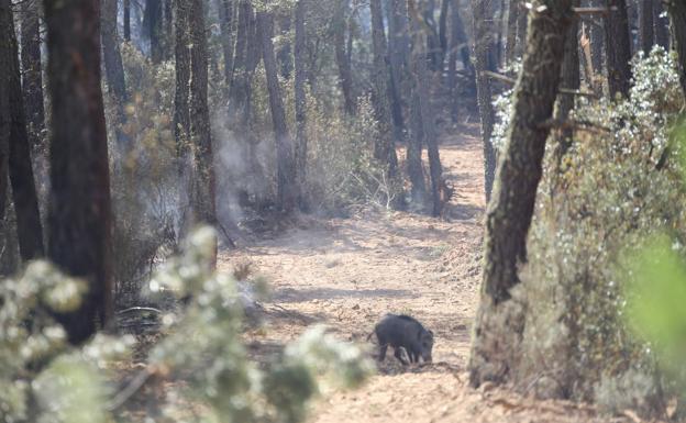 Dolor, humo y quejas frente al incendio colosal que arrasa Zamora