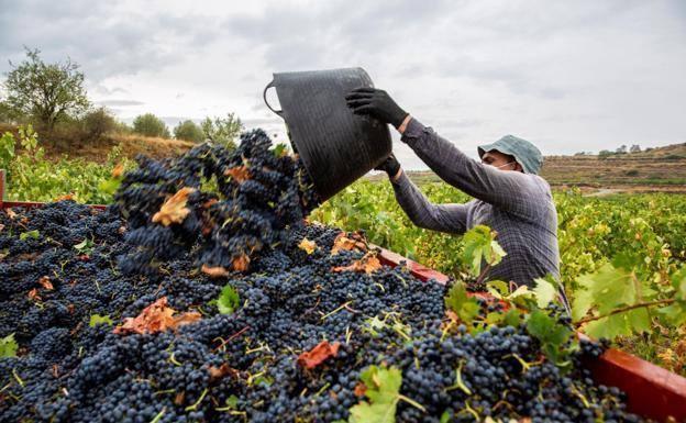 El calor extremo adelantará la vendimia en la Ribera del Duero