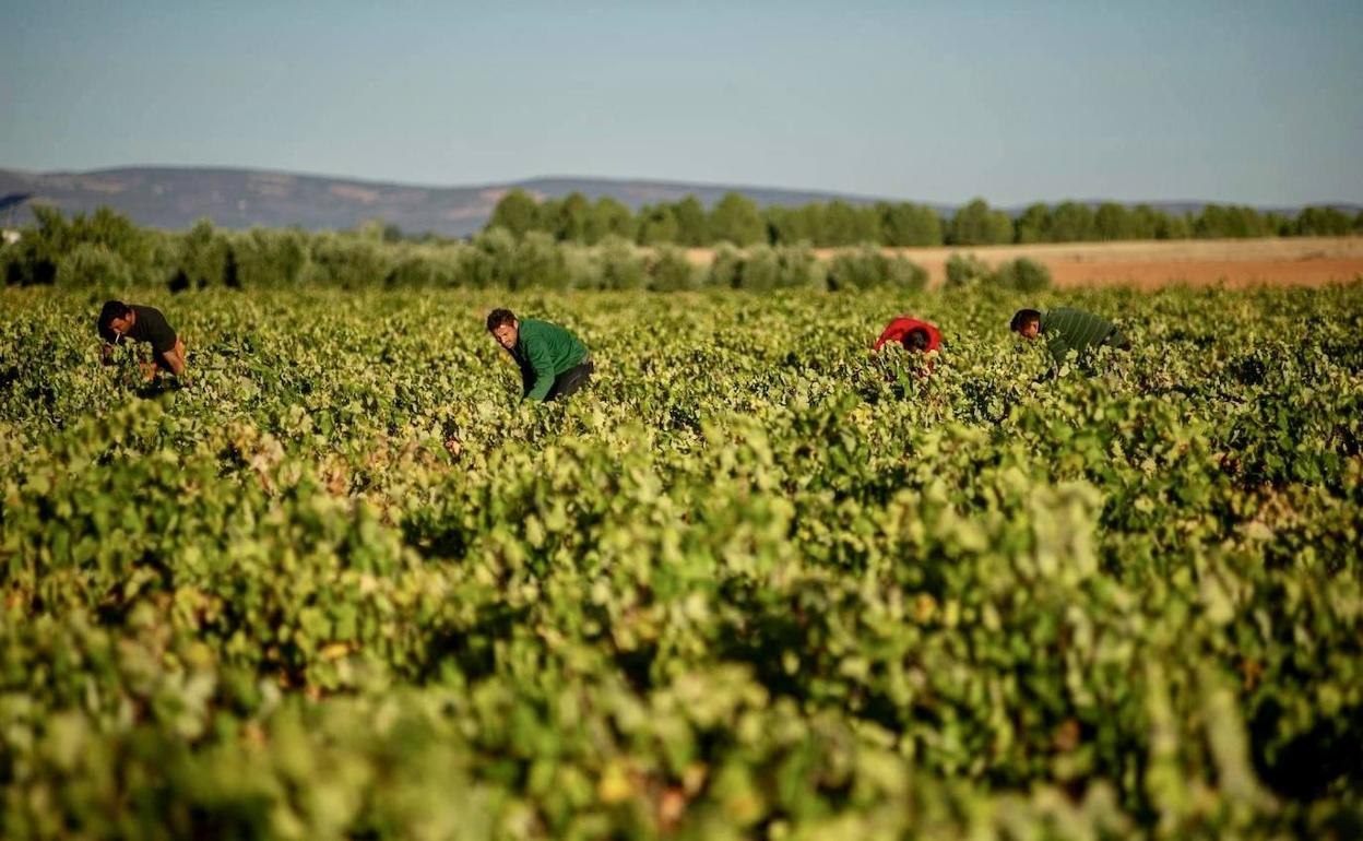 Cosecha de vid en Castilla-La Mancha.