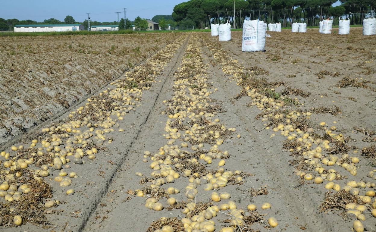 Patatas, listas para ser recogidas. 