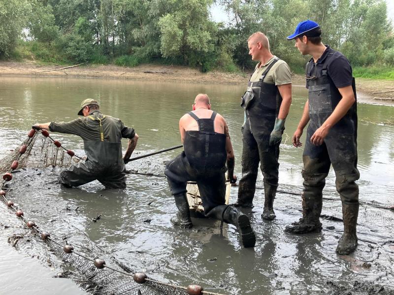 Un grupo de pescadores rescata los peces atrapados en el fango del Rin para trasvasarlos a otro río con más caudal a la altura de Giesbeek, en Países Bajos