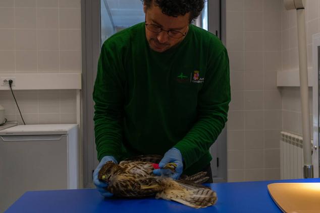 Fotos: Los pacientes más habituales del Centro de Conservación de Animales Silvestres de Burgos son aves