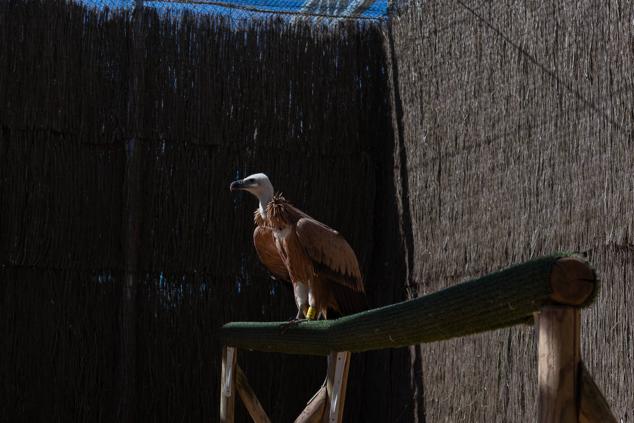 Fotos: Los pacientes más habituales del Centro de Conservación de Animales Silvestres de Burgos son aves