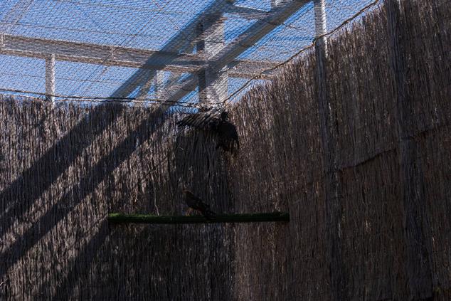 Fotos: Los pacientes más habituales del Centro de Conservación de Animales Silvestres de Burgos son aves