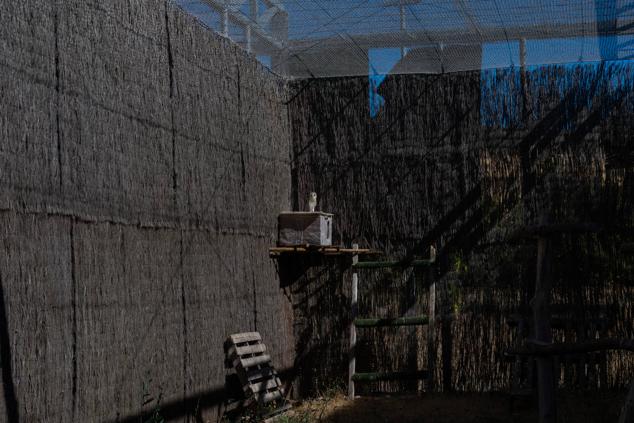 Fotos: Los pacientes más habituales del Centro de Conservación de Animales Silvestres de Burgos son aves