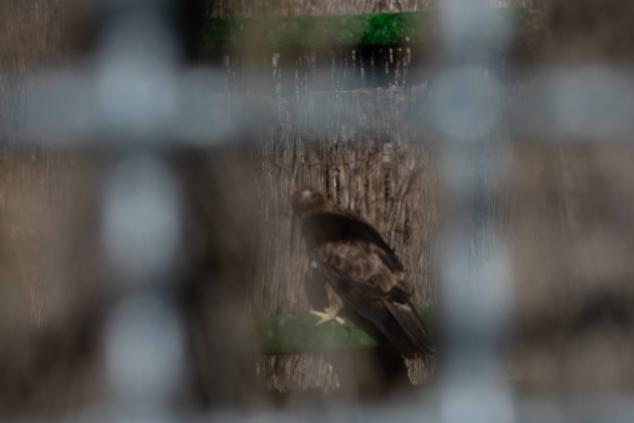 Fotos: Los pacientes más habituales del Centro de Conservación de Animales Silvestres de Burgos son aves