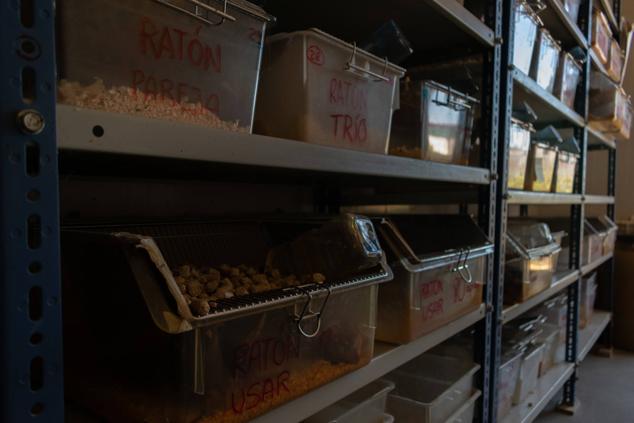 Fotos: Los pacientes más habituales del Centro de Conservación de Animales Silvestres de Burgos son aves