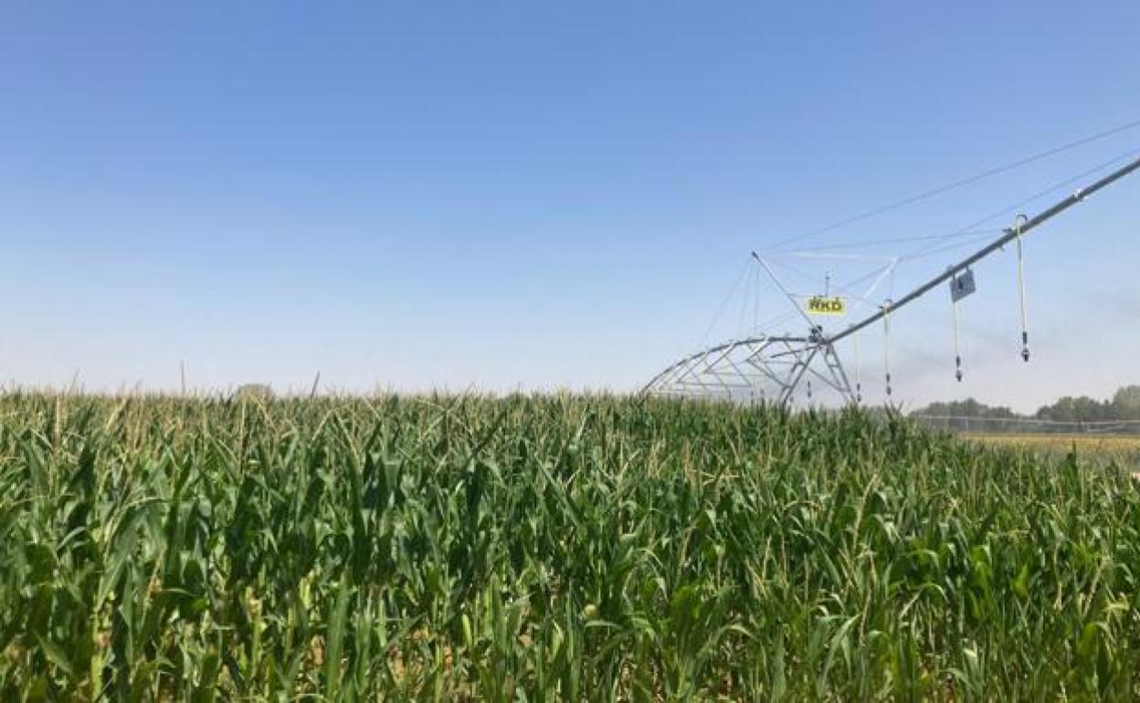 La superficie dedicada al regadío se ha ido incrementando en Castilla y León. 