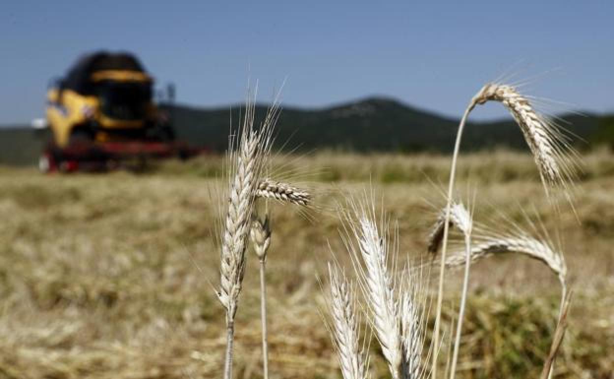 La contratación en agricultura ha caído en un año. 