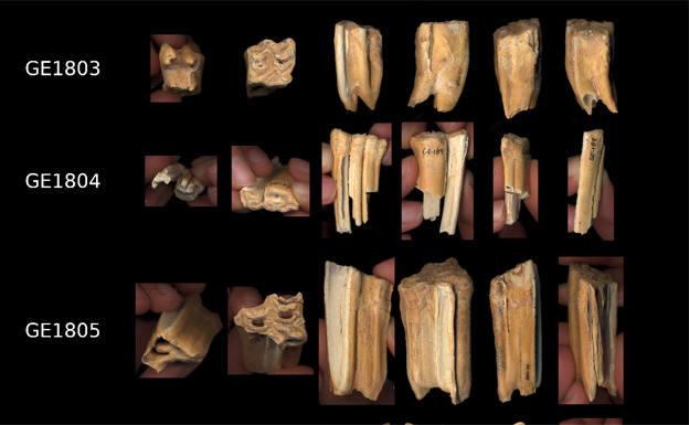 La Galería de las Estatuas en Atapuerca podría ser uno de los yacimientos neandertales más antiguos de España