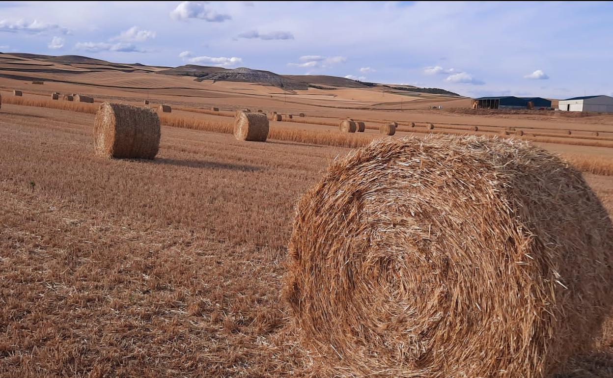 Paquetes de paja. 