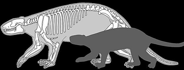 Reconstrucción de un ejemplar juvenil y otro adulto. 