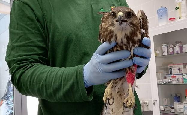 Un ave en recuperación en el CRAS de Burgos.