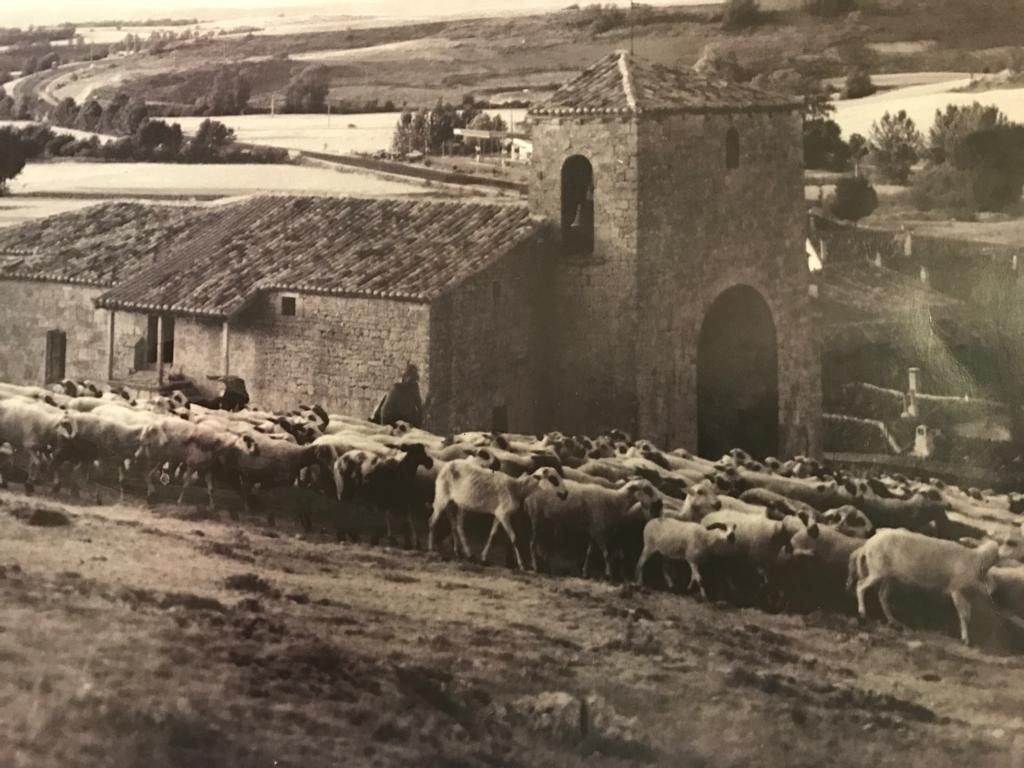 Quintanilla Sobresierra. Rebaño de ovejas