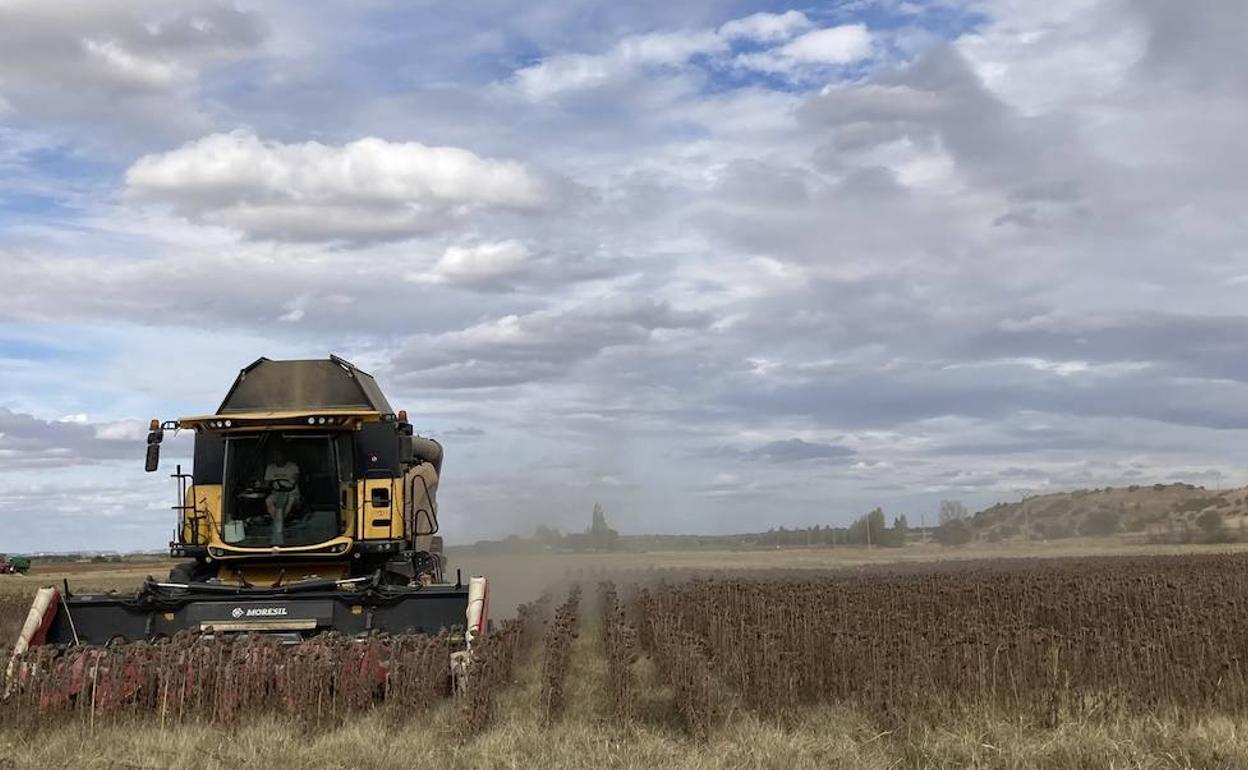 Una cosechadora siega el girasol en una tierra en la localidad vallisoletana de Pollos. 