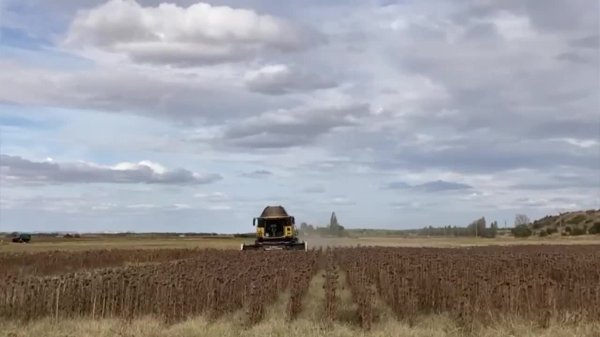 La presente campaña de la cosecha del girasol está marcada por la sequía