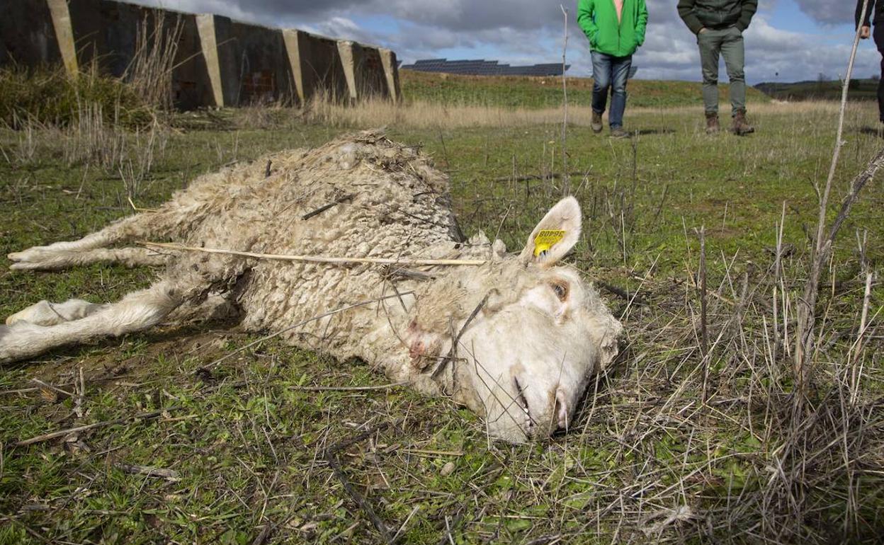 Una oveja muerta como consecuencia de un ataque de lobo. 