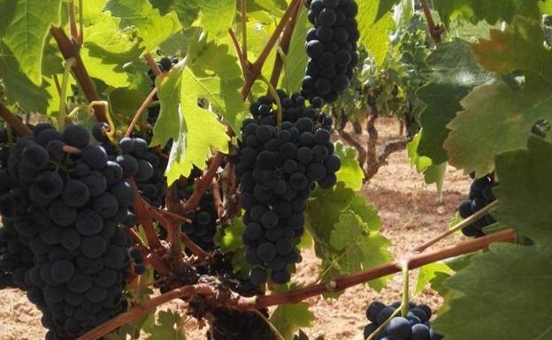 67 bodegas abiertas y 2,1 millones de kilos de uva recogidos en la vendimia de Ribera del Duero