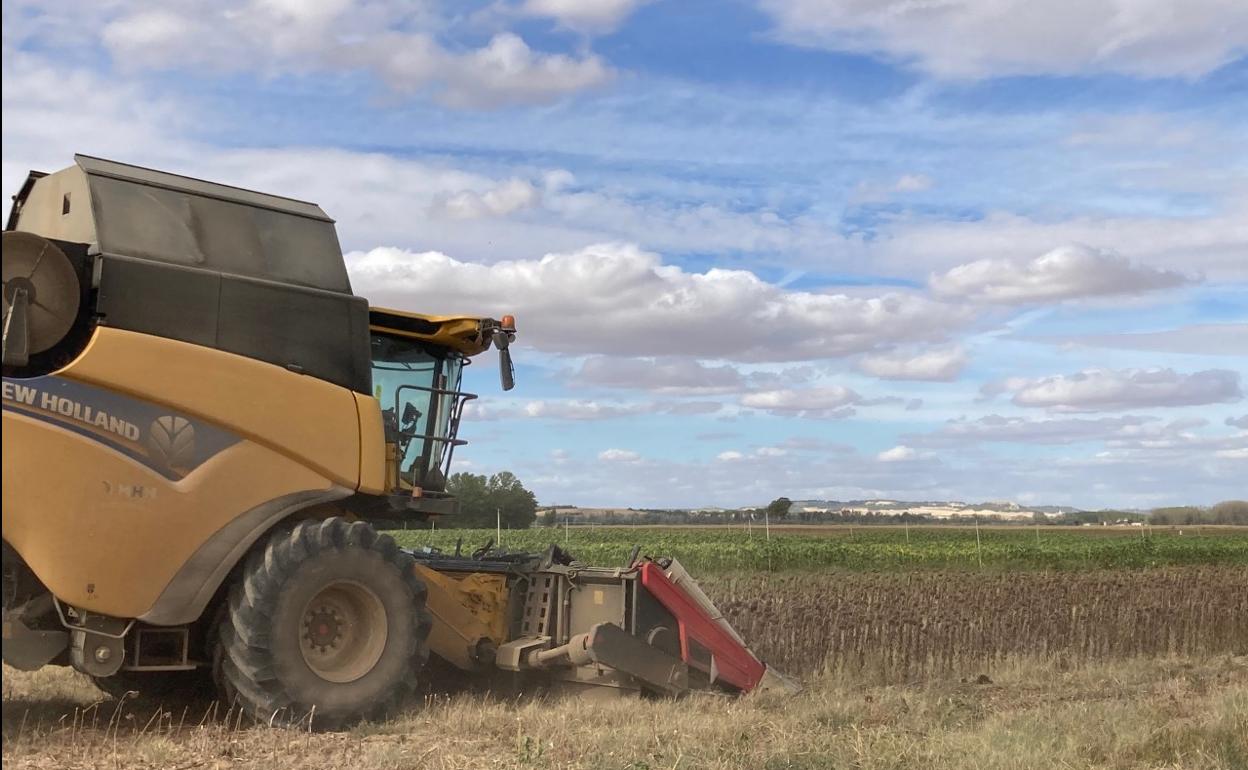 Una cosechadora realiza las labores de siega del girasol. 