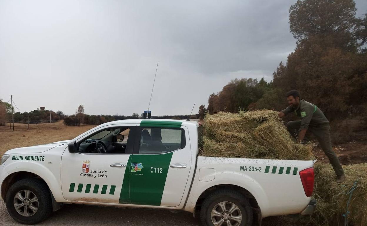 Un agente de Medio Ambiente comienza el reparto de alfalfa. 