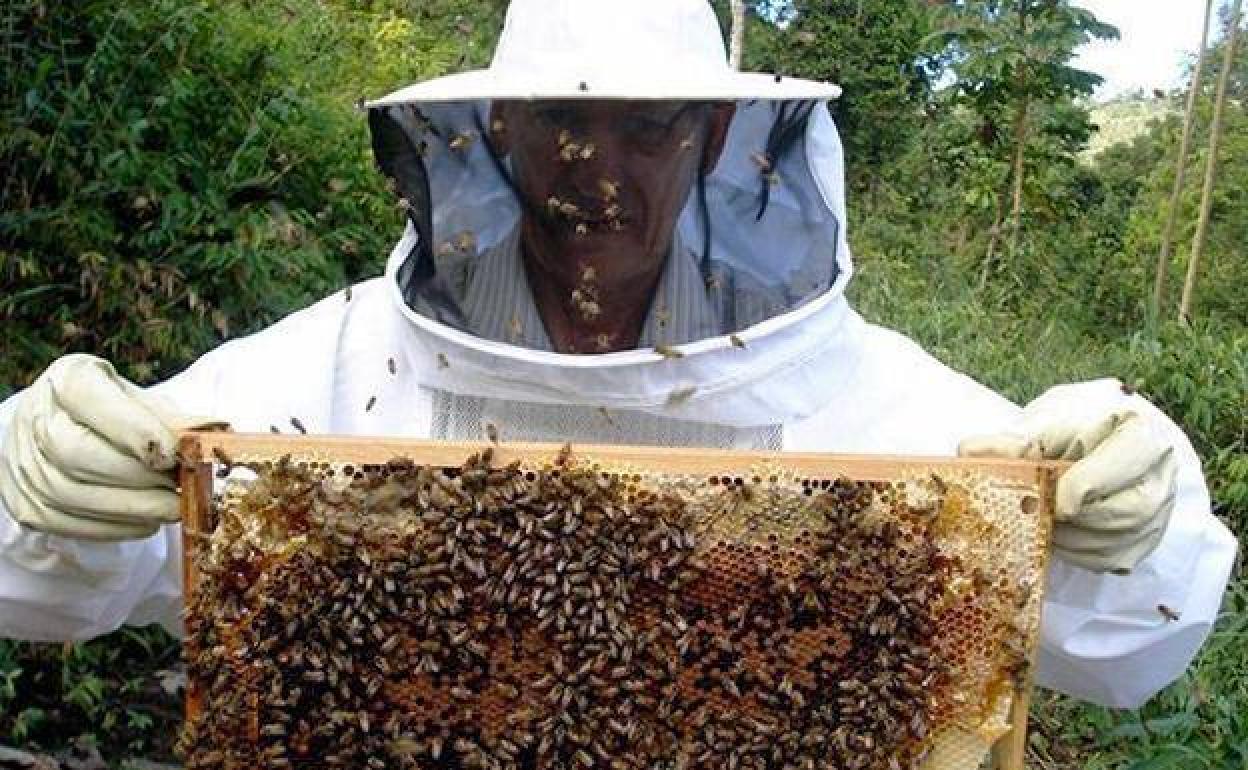 Un apicultor muestra un panel de abejas