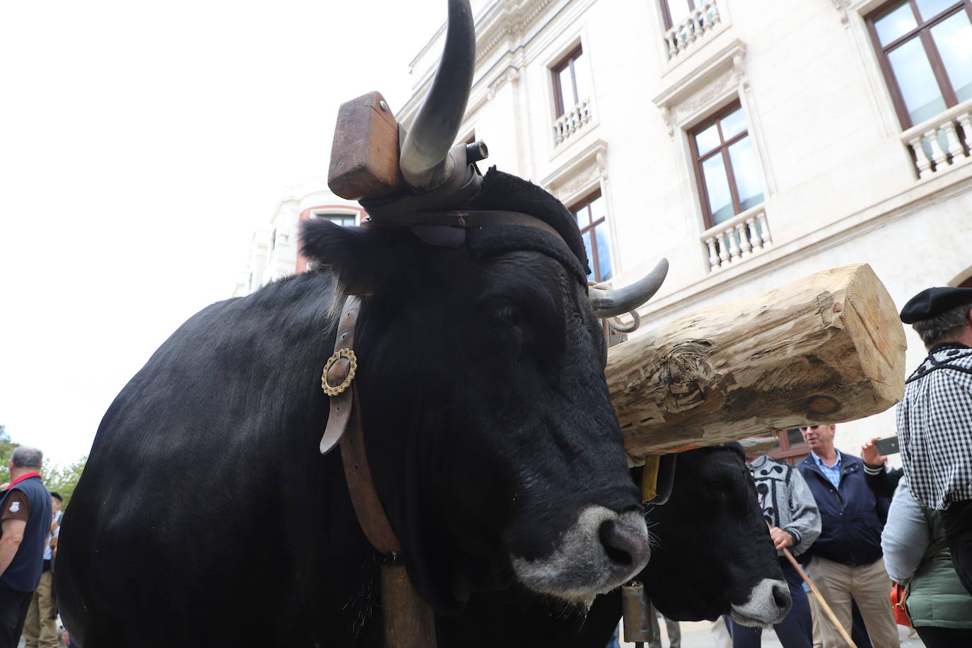 Fotos: Un pino burgalés ocupará el mástil de la nao Victoria