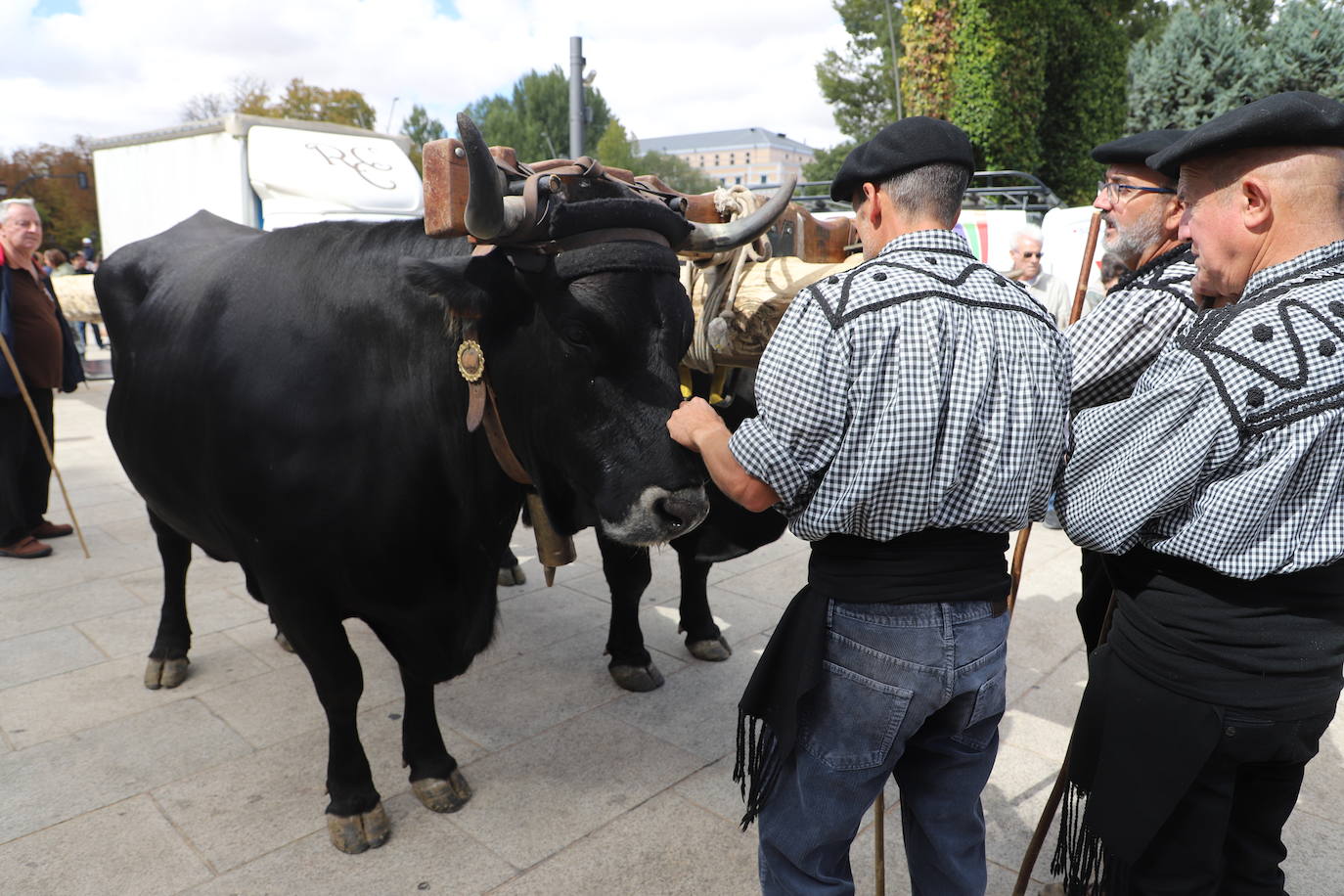 Fotos: Un pino burgalés ocupará el mástil de la nao Victoria