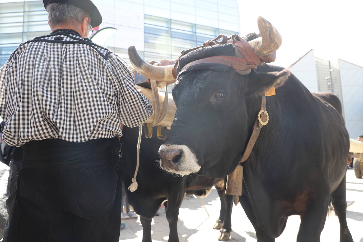 Fotos: Un pino burgalés ocupará el mástil de la nao Victoria