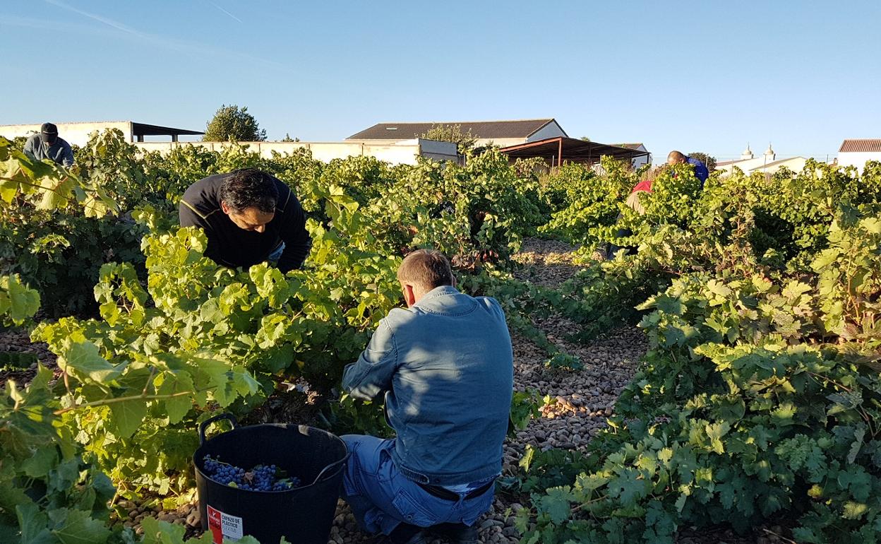 La vendima avanza en Castilla y León.