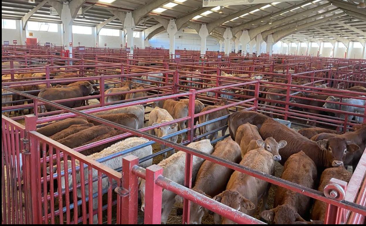 Naves del mercado de ganados de Salamanca. 