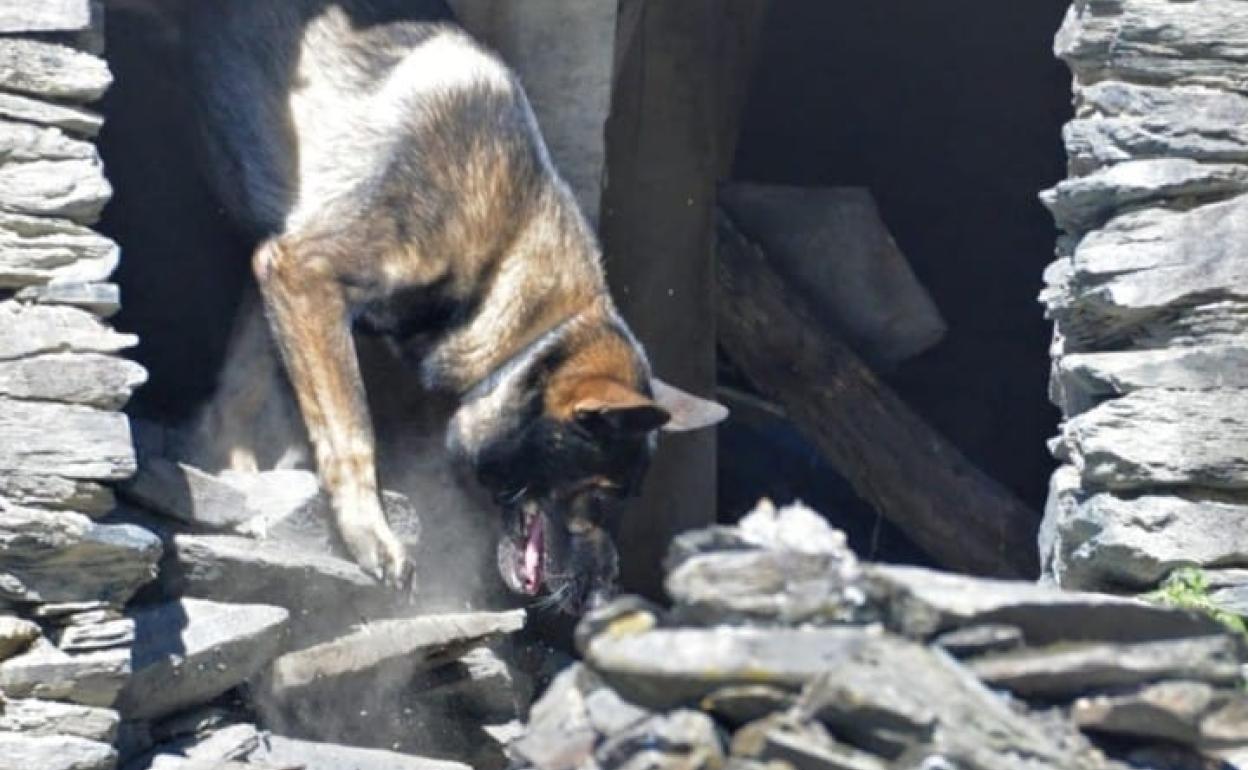 Imagen del perro pastor alemán Bull. 